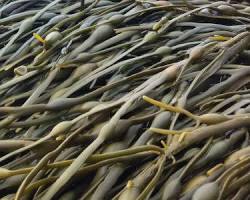 SEAWEED-1 LB. Fresh Maine Seaweed - (Rockweed)