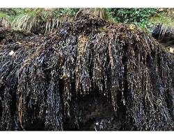 SEAWEED-1 LB. Fresh Maine Seaweed - (Rockweed)