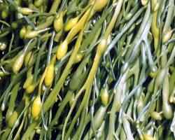 SEAWEED-1 LB. Fresh Maine Seaweed - (Rockweed)