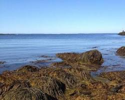 SEAWEED-1 LB. Fresh Maine Seaweed - (Rockweed)