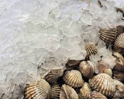 SCALLOPS-1 LB. Fresh Maine Live Scallops