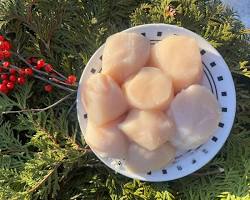 SCALLOPS-1 LB. Fresh Maine Live Scallops